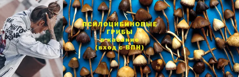 Галлюциногенные грибы MAGIC MUSHROOMS  Белозерск 